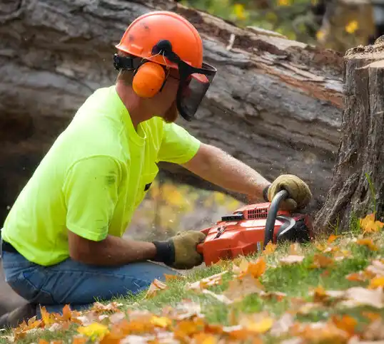 tree services Riviera Beach